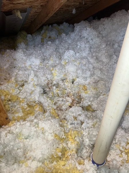 soiled insulation from animal in attic